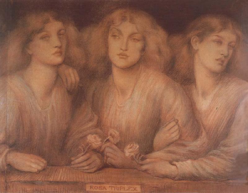 Dante Gabriel Rossetti Rosa Triplex oil painting picture